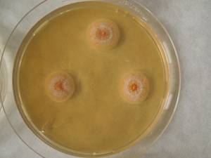 MSU_FS-02216 01, Район Тан Шон (Thanh Sơn district), Bến Tre Province (Vietnam)