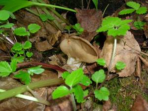 Helvella acetabulum (L.) Quél.
фото В.П. Прохорова, Одинцовский, Moscow Oblast (Russia)