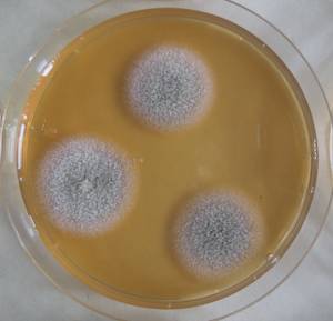 MSU_FS-03405_01, Район К Банг (K'Bang districts), Gia Lai province (Vietnam)