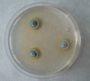 MSU_FS-01877, Район Лак (Lắk district), Đắk Lắk province (Vietnam)