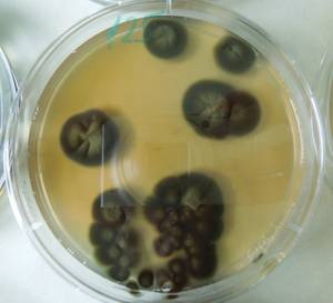 2978_MSU_FS-01, Район Манг Занг (Mang Yang districts), Gia Lai province (Vietnam)