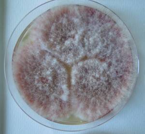 MSU_FS-02540 01, Район Кон Плонг (Kon Plông district), Kon Tum province (Vietnam)