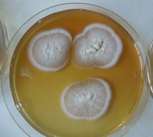 MSU_FS-01818, Район Бу Зяп (Bù Gia Mập district), Bình Phước province (Vietnam)