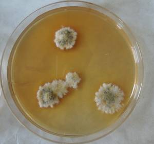 MSU_FS-03381_01, Район Манг Занг (Mang Yang districts), Gia Lai province (Vietnam)