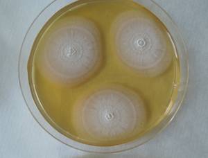 MSU_FS-01946, Район Бу Зяп (Bù Gia Mập district), Bình Phước province (Vietnam)