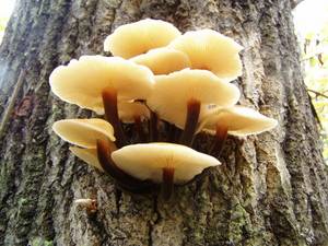 165_Flammulina velutipes 010, СЗАО, Moscow (Russia)