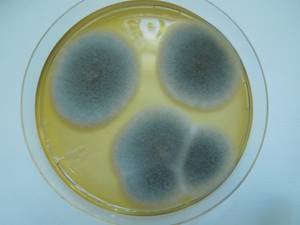 MSU_FS-01577 01, Район Тан Фу (Tân Phú districts), Đồng Nai province (Vietnam)