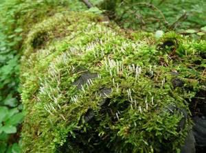 Eocronartium muscicola (Pers.) Fitzp.
фото В.П. Прохорова, Лискинский, Voronezh Oblast (Russia)