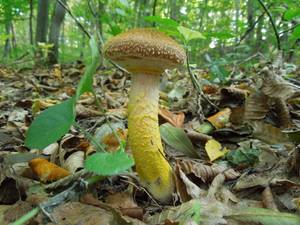 167_Armillaria mellea DSCN0001, Ставропольский район, Stavropol Krai (Russia)