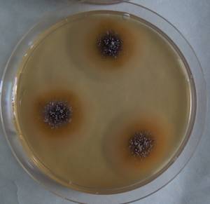 MSU_FS-03242_01, Район К Банг (K'Bang districts), Gia Lai province (Vietnam)