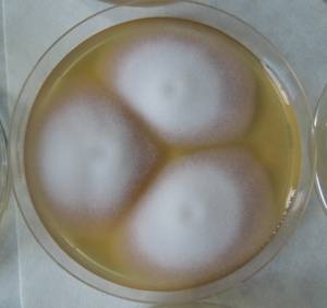 MSU_FS-02272 01, Район Ба Ви муниципалитета Ханой (Ba Vì district of Hanoi), Hanoi (Vietnam)