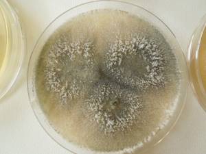 MSU_FS-02623 01, Район Кон Плонг (Kon Plông district), Kon Tum province (Vietnam)