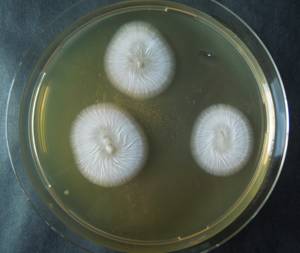 MSU_FS-02709 01, Район Кон Плонг (Kon Plông district), Kon Tum province (Vietnam)