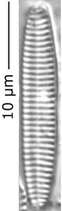 Stauroforma_exig_305-310, о. Шемья (Shemya), Alaska (United States)