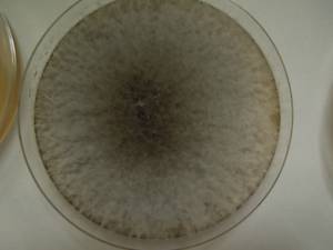 MSU_FS-01196 01, Район Бао Лам (Bảo Lâm district), Lâm Đồng province (Vietnam)