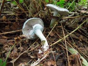 146_Stropharia aeruginosa DSCN0001, Старицкий район, Tver Oblast (Russia)