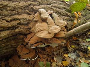 156_Ganoderma applanatum 2, Каменецкий район, Brest Region (Belarus)