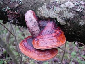 151_Fomitopsis pinicola 008, Каменецкий район, Brest Region (Belarus)