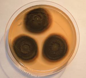 MSU_FS-02559 01, Район Ша Тай (Sa Thầy district), Kon Tum province (Vietnam)