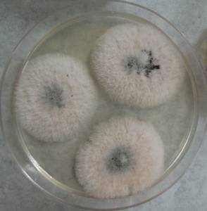 MSU_FS-03358_01, Район Манг Занг (Mang Yang districts), Gia Lai province (Vietnam)