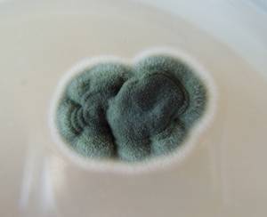 MSU_FS-02183, Район Тан Шон (Thanh Sơn district), Bến Tre Province (Vietnam)