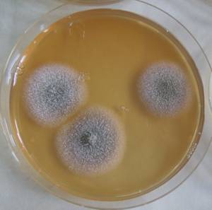 MSU_FS-03230_01, Район К Банг (K'Bang districts), Gia Lai province (Vietnam)