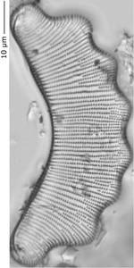 Eunotia_diad_290-296, о. Шемья (Shemya), Alaska (United States)