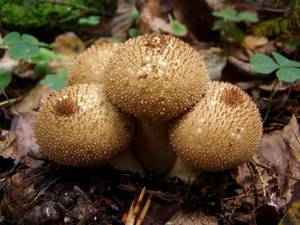 141_ Lycoperdon perlatum 02, Старицкий район, Tver Oblast (Russia)