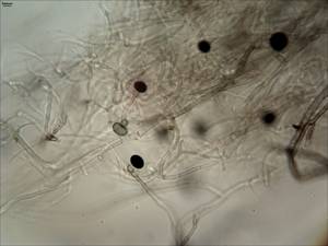 MSU_FS-00888, Район Лак Дыонг (Lạc Dương district), Lâm Đồng province (Vietnam)