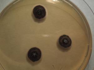 MSU_FS-01535 01, Район Тан Фу (Tân Phú districts), Đồng Nai province (Vietnam)