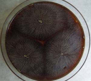 MSU_FS-03360_01, Район Манг Занг (Mang Yang districts), Gia Lai province (Vietnam)