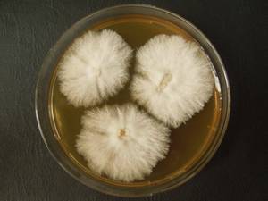 MSU_FS-03469_01, Район Манг Занг (Mang Yang districts), Gia Lai province (Vietnam)