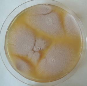 MSU_FS-03264_01, Район К Банг (K'Bang districts), Gia Lai province (Vietnam)