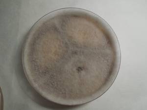 MSU_FS-01534, Район Тан Фу (Tân Phú districts), Đồng Nai province (Vietnam)