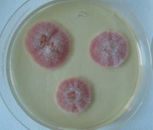 MSU_FS-02539 01, Район Кон Плонг (Kon Plông district), Kon Tum province (Vietnam)