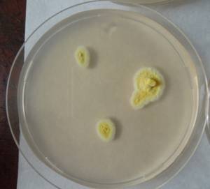 MSU_FS-01853, Район Бу Зяп (Bù Gia Mập district), Bình Phước province (Vietnam)