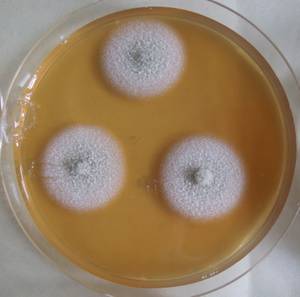 MSU_FS-03231_01, Район К Банг (K'Bang districts), Gia Lai province (Vietnam)