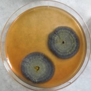 MSU_FS-03308_01, Район Манг Занг (Mang Yang districts), Gia Lai province (Vietnam)