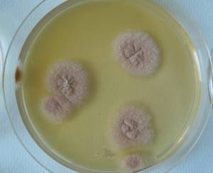 MSU_FS-02544 01, Район Кон Плонг (Kon Plông district), Kon Tum province (Vietnam)