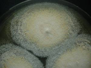 MSU_FS-00291 01, Район Тан Фу (Tân Phú district), Đồng Nai province (Vietnam)