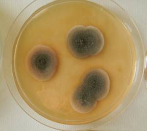 MSU_FS-02668 01, Район Ша Тай (Sa Thầy district), Kon Tum province (Vietnam)