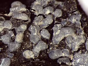 Physarum cf. licheniforme - внешний вид спороношений, Ясенево, Moscow (Russia)