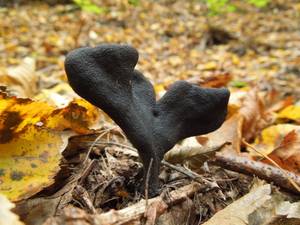 155_Xylaria polymorpha DSCN9993, Каменецкий район, Brest Region (Belarus)