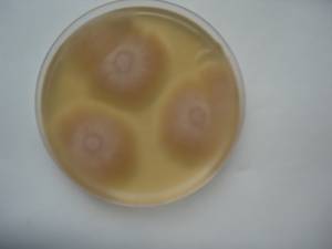 MSU_FS-00949 01, Район Лак Дыонг (Lạc Dương district), Lâm Đồng province (Vietnam)