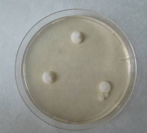 MSU_FS-01957, Район Лак (Lắk district), Đắk Lắk province (Vietnam)