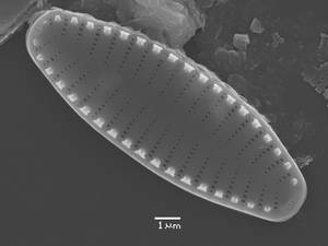 20-sem-13, Рузский район, Moscow Oblast (Russia)