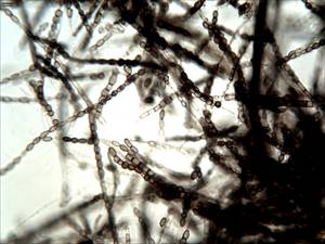 MSU_FS-00877 01, Район Винь Куу (Vĩnh Cửu district), Đồng Nai province (Vietnam)