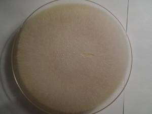 MSU_FS-01506, Район Тан Фу (Tân Phú districts), Đồng Nai province (Vietnam)