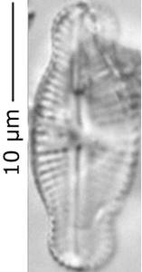 Luticola_gaussii_372-385, о. Шемья (Shemya), Alaska (United States)