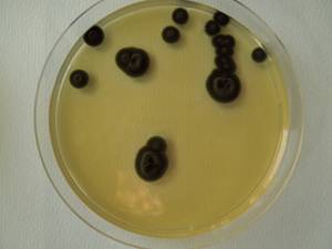 MSU_FS-02659 01, Район Кон Плонг (Kon Plông district), Kon Tum province (Vietnam)